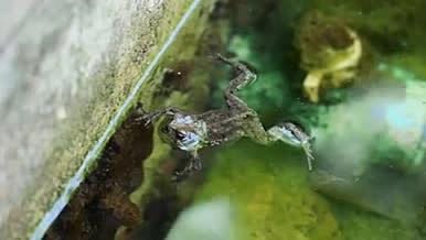 4k实拍水池中的青蛙空镜视频的预览图